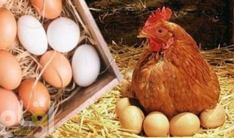 ارتفاع أسعار الدواجن والبيض في مصر اليوم الأربعاء