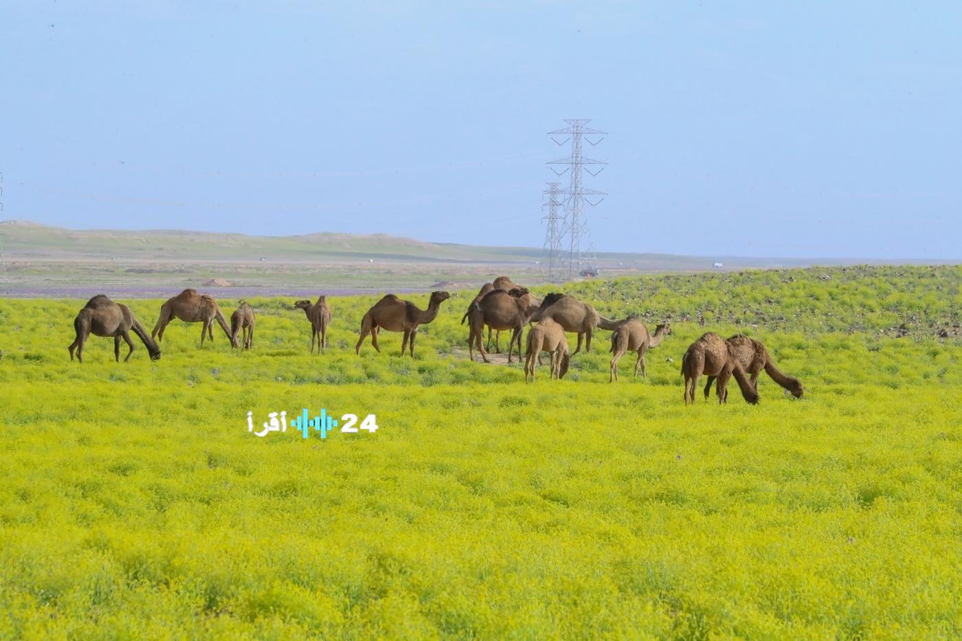 وزير الداخلية يفتتح المشتل المركزي ومحطة أبحاث البذور البرية في محمية الملك سلمان