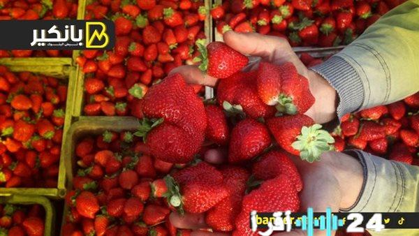 «ليه يا فراولة؟» غموض يكتنف مصير محصول الفراولة وأسرار أزمة الموسم