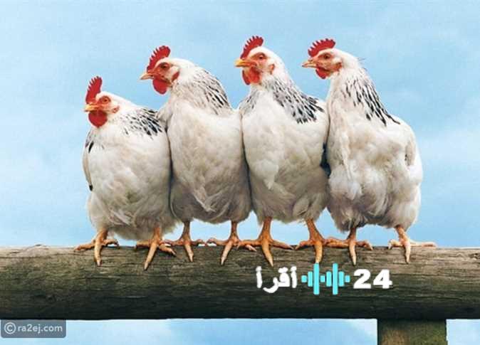 أسعار الفراخ البيضاء والبلدي في الأسواق المحلية اليوم الثلاثاء 9 ديسمبر 2025 تحديث يومي للبورصة المصرية للدواجن