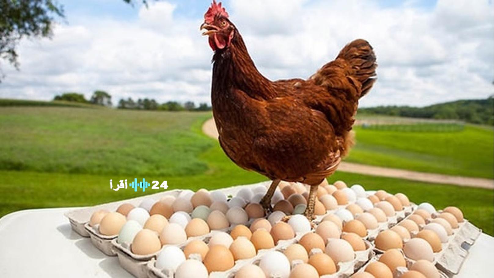 أسعار الدواجن والبيض في الأسواق المصرية اليوم الثلاثاء 23 ديسمبر 2025 استقرار نسبي مع ارتفاع محدود في الفراخ والبانيه
