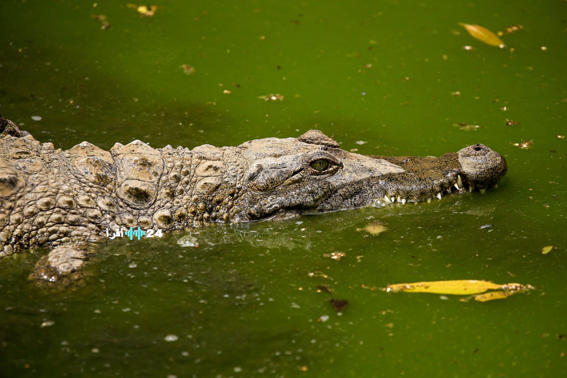 «تساؤلات حول ظهور تماسيح في مصرف مائي بقرية الزوامل وتعليق بيطري الشرقية»
