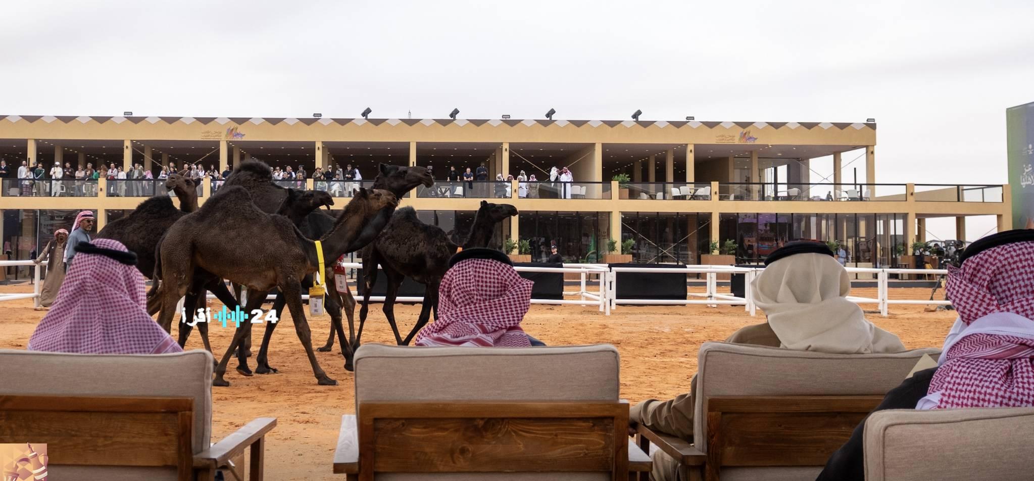 دبوس الدبوس يفوز بسيف الملك في فئة الصفر بمهرجان الملك عبدالعزيز للإبل