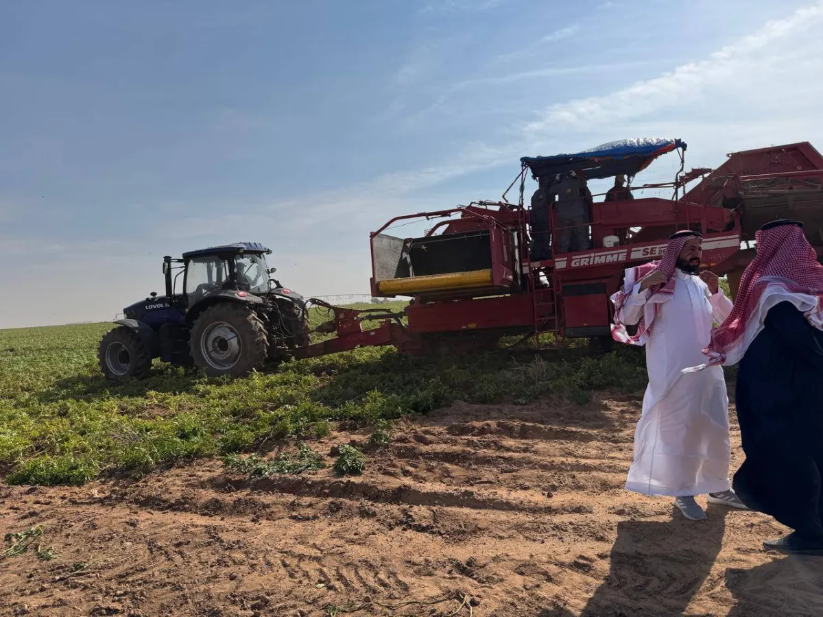 السعودية تحقق نجاحًا في تحويل تحديات زراعة البطاطس إلى فرصة للتصدير