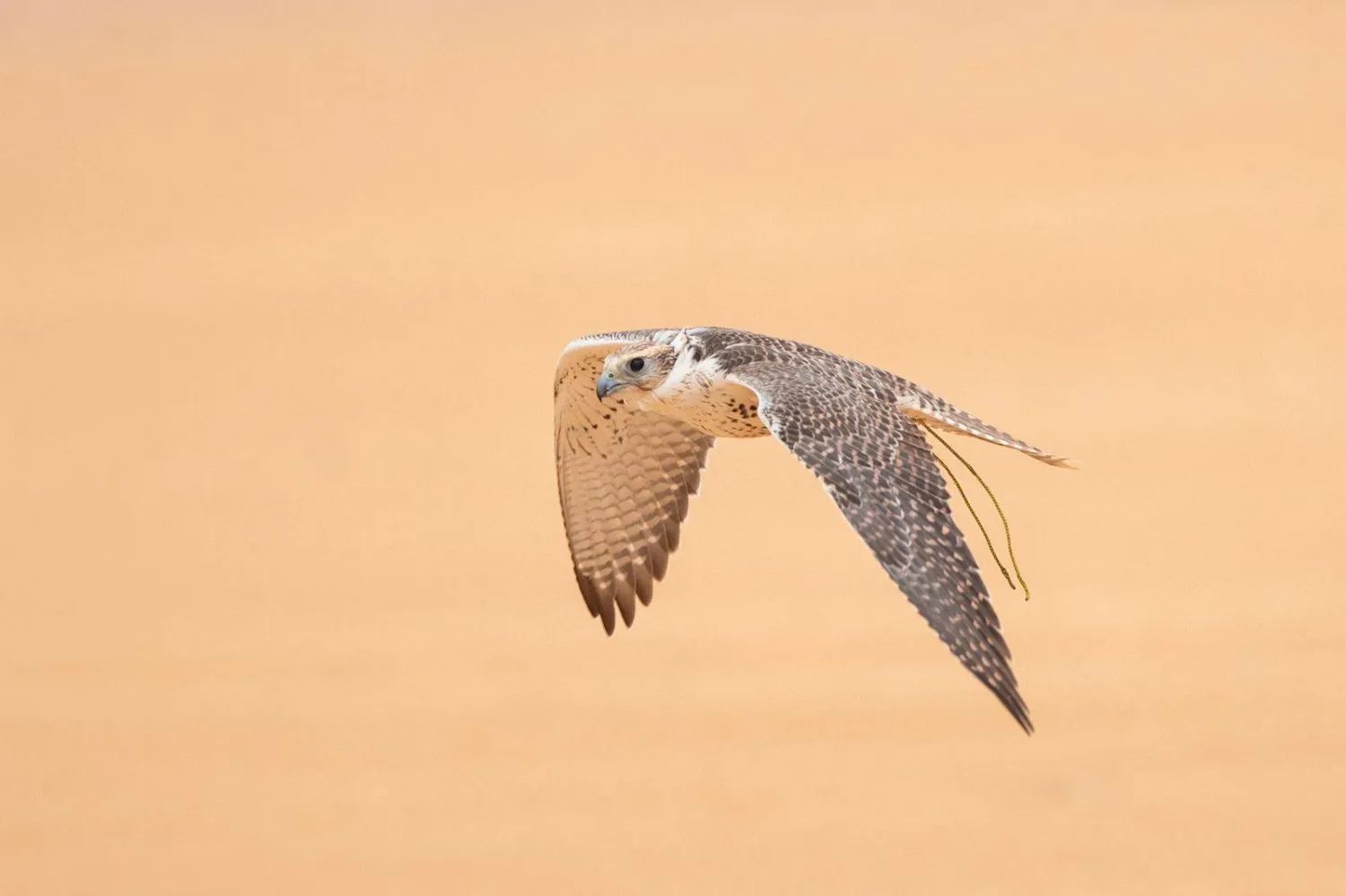 نادي الصقور السعودي يثير الأجواء الليلة الـ25 مع ارتفاع مفاجئ في أسعار أحد الطيور