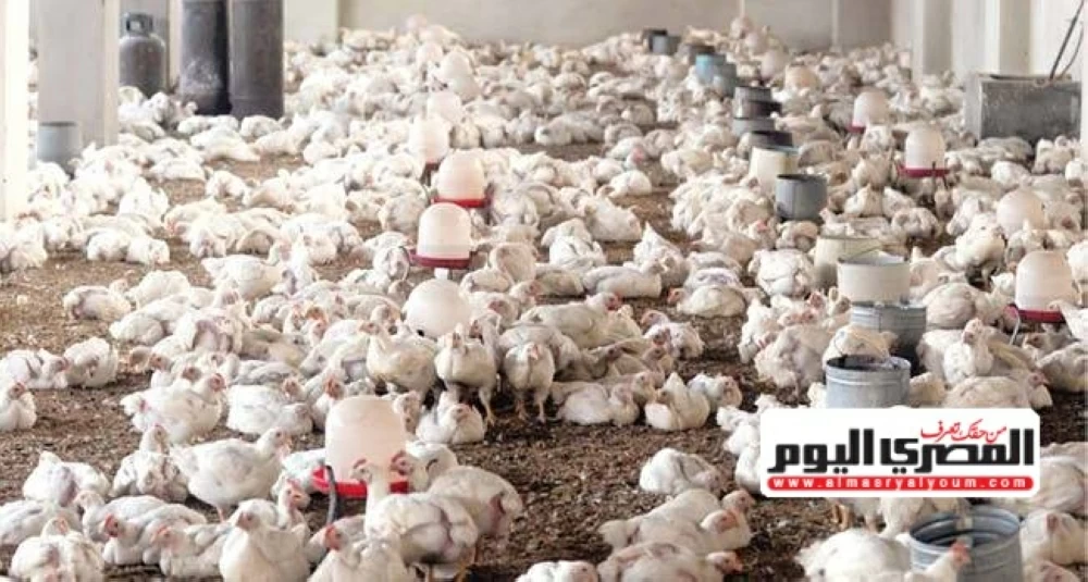 شعبة الدواجن تتدخل لأول مرة بشأن الفراخ السردة المنتشرة