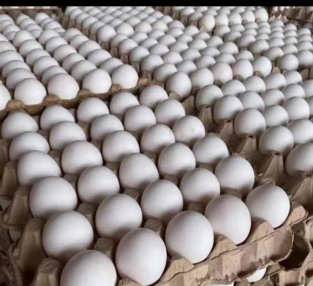 «دليل المستهلك» آخر تطورات أسعار الفراخ والبيض في الأقصر ليوم الجمعة 5 ديسمبر 2025