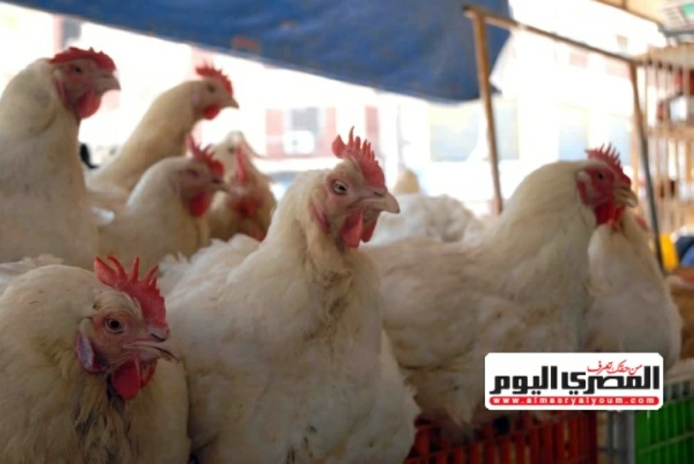 «أمان المستهلك أولاً» قطاع الدواجن يدحض مزاعم الفراخ الرديئة ويؤكد حسم الطب البيطري لسلامة الأسواق
