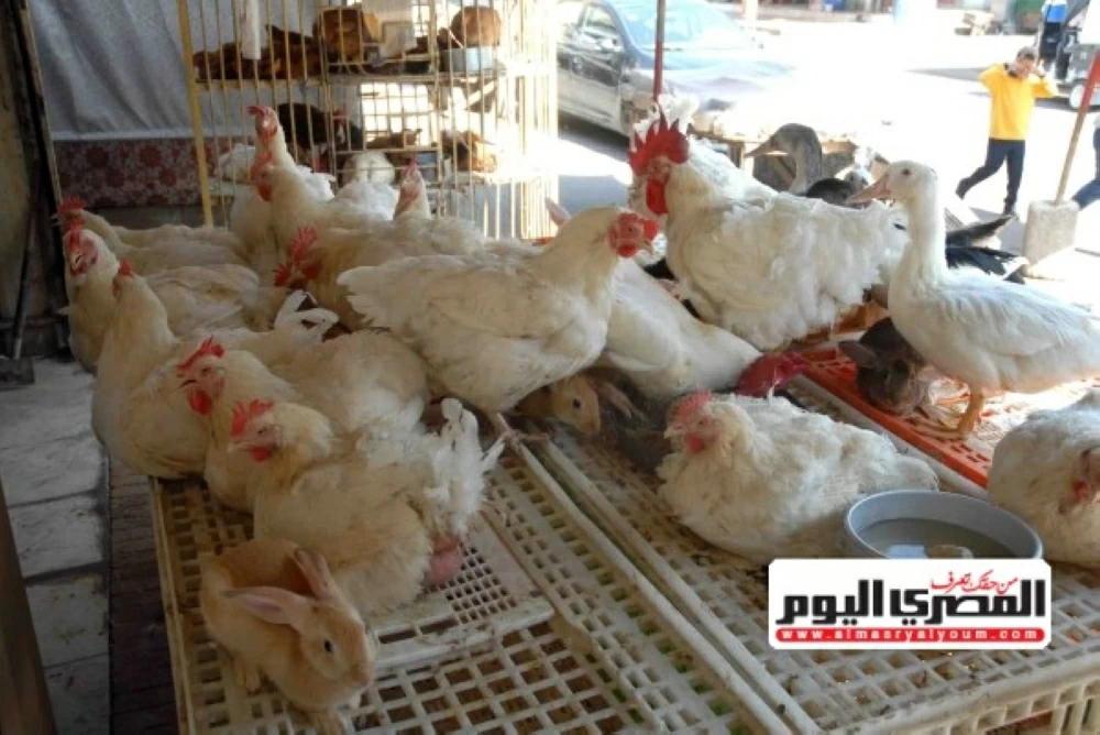 شعبة الدواجن تكشف خسائر المنتجين بـ 15 جنيهًا عن كل دجاجة