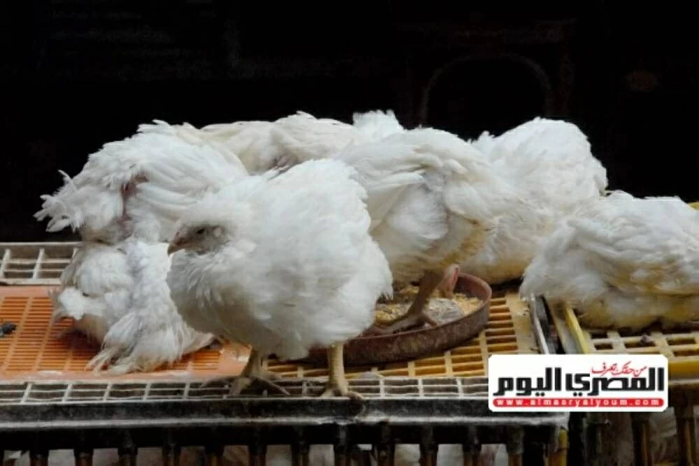 «نشرة المستهلك» تطورات أسعار الدواجن البيضاء في الأسواق اليوم الإثنين 8 ديسمبر 2025