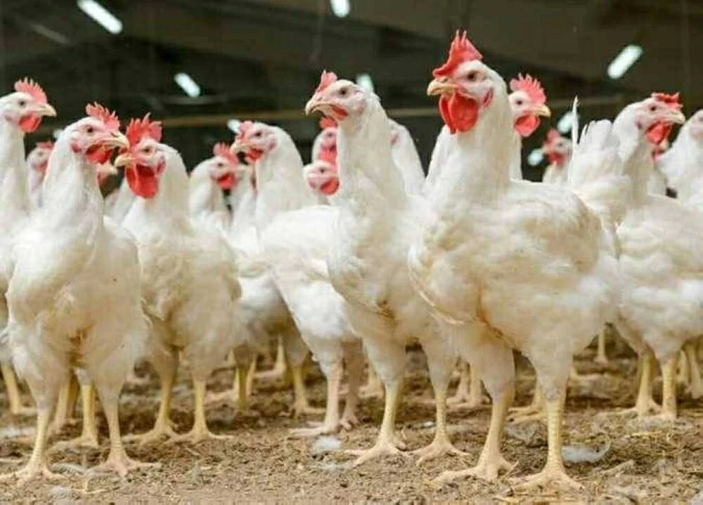 «ماذا تحمل بورصة اليوم؟» تفاصيل تحركات الفراخ البيضاء والساسو وكرتونة البيض الثلاثاء 23 ديسمبر 2025