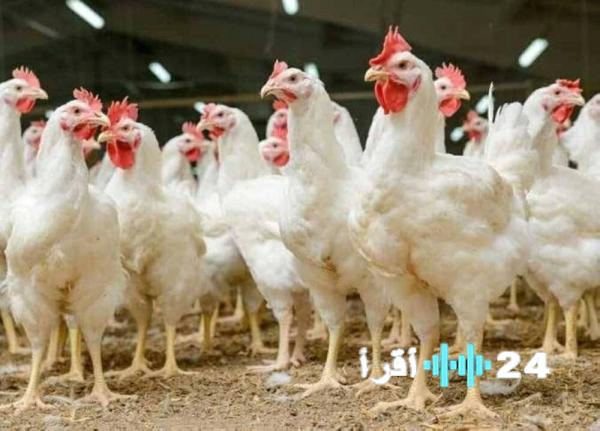 «استمرار أسعار الفراخ اليوم الاثنين 29 ديسمبر 2025 وآخر تحديثات أسعار الدواجن والكتاكيت»