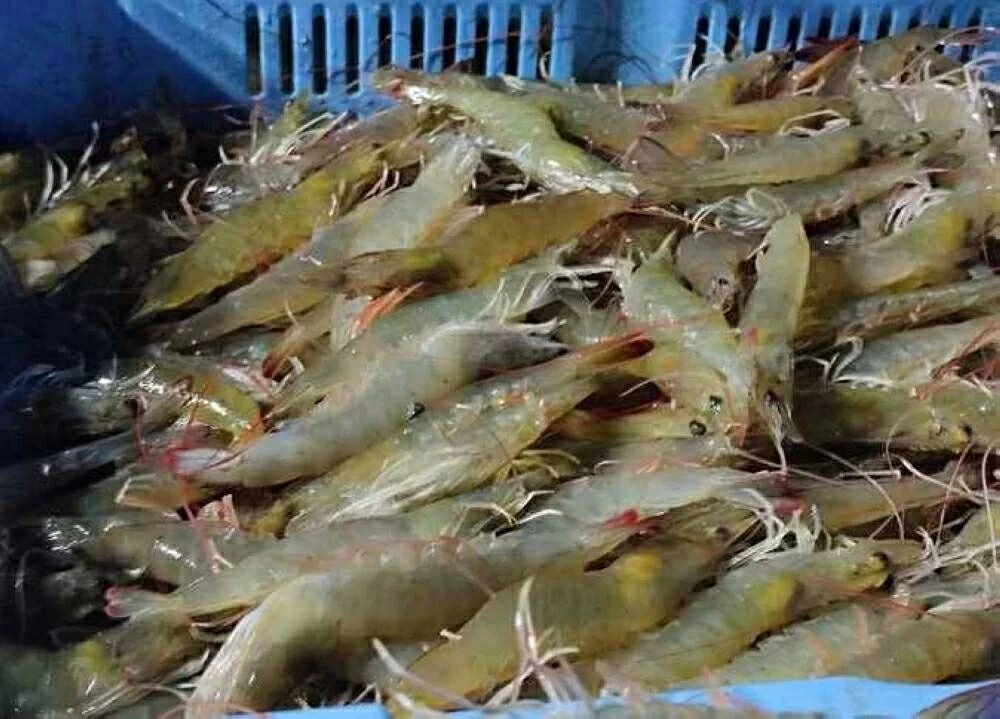 «أسعار السمك والمأكولات البحرية في أسواق الإسكندرية اليوم، الجمبري الجامبو يبدأ من 450»