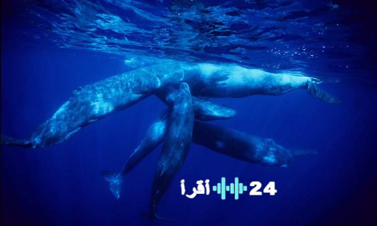 دراسة تكشف قدرة الحيتان الحدباء على السمع من مسافات بعيدة