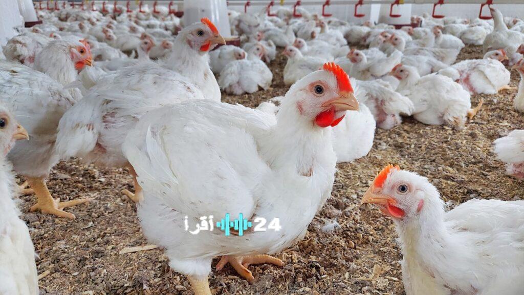 قبل التوجه للأسواق.. مستجدات أسعار الدواجن والبيض في السوق المصري ليوم الثلاثاء 2 ديسمبر 2025