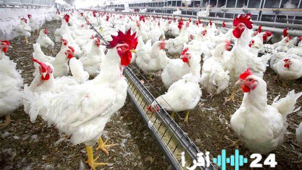 «المائدة اليومية.. بين تقلبات السوق وتطلعات المستهلك» بورصة الدواجن ترصد تحولات الأسعار وتأثيرها على جيب المواطن