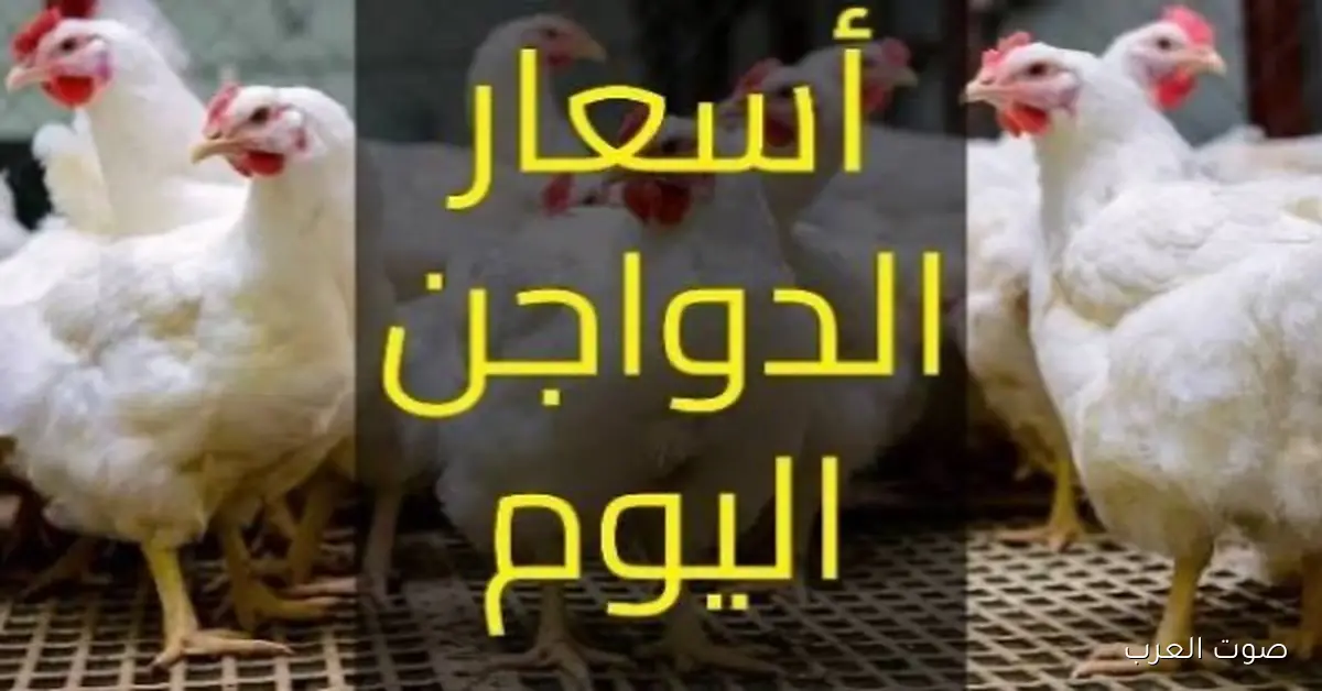 «قبل قرار الشراء.. إليك آخر المستجدات» بورصة الدواجن اليوم تكشف عن أسعار الفراخ والبانيه والبيض