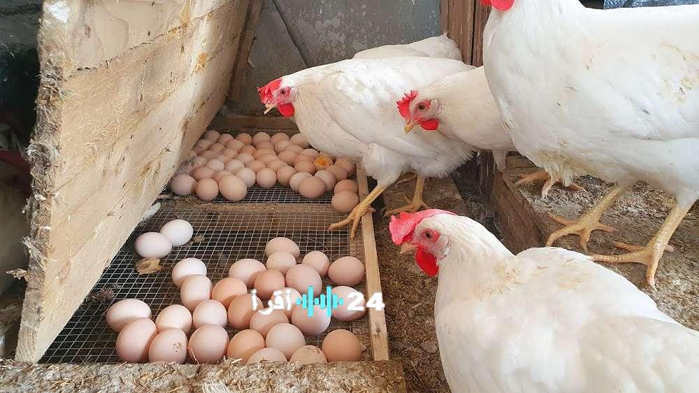 أسعار الدواجن والبيض في الأسواق ليوم الجمعة 5 ديسمبر 2025