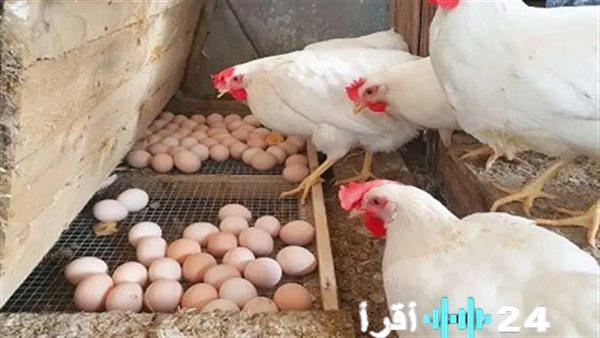 «نبض سوق الدواجن» الأقصر ترصد آخر مستجدات أسعار الدجاج في السادس من ديسمبر 2025