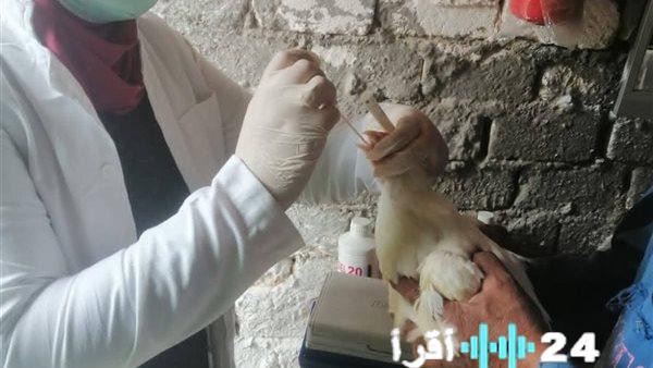 مديرية الطب البيطري في دمياط تقوم بجولة ميدانية لمراقبة الوضع الوبائي