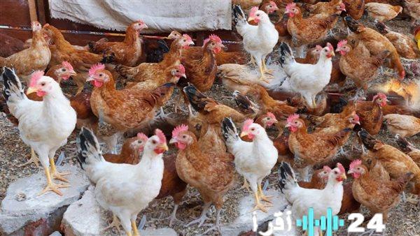 «فاتورة المائدة تتضخم» قفزة سعرية مفاجئة تضرب أسواق الدواجن الاثنين 8 ديسمبر 2025