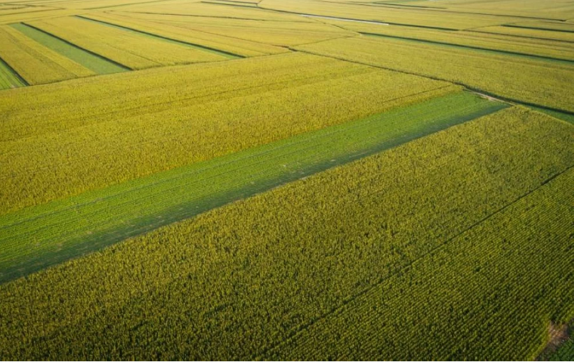 «فول الصويا في الصين: نحو واردات قياسية تتجاوز 110 ملايين طن بحلول 2025»