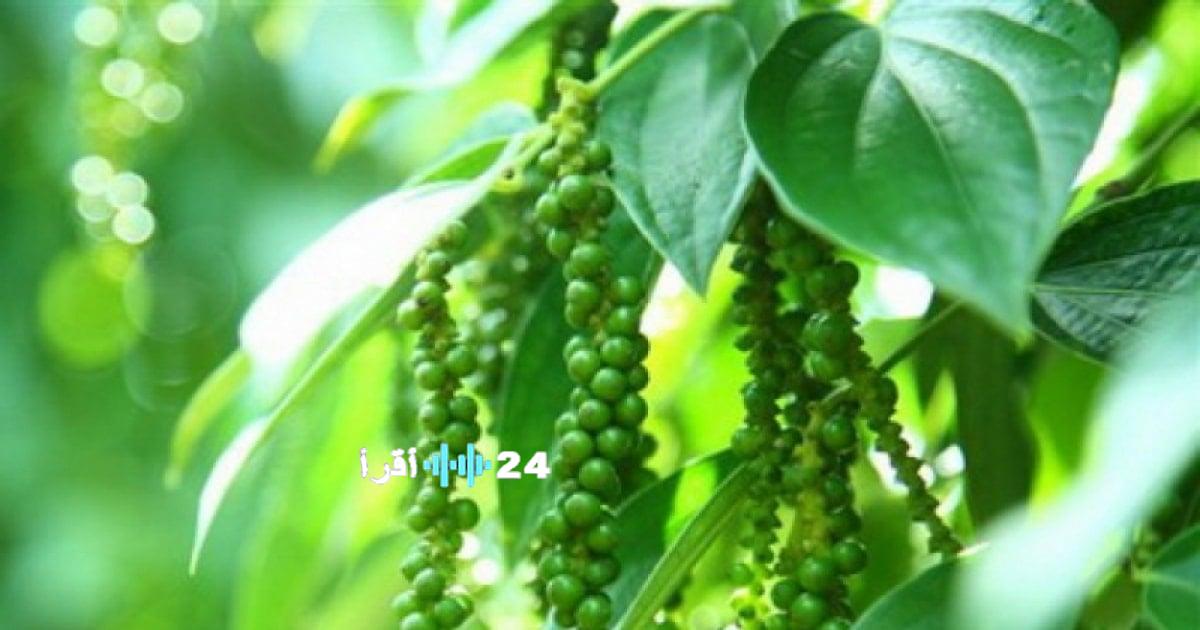 «ارتفاع أسعار الأرز في فيتنام» تزيد بواقع 1500 دونغ لتصل إلى 150000 دونغ فيتنامي لكل كيلوجرام