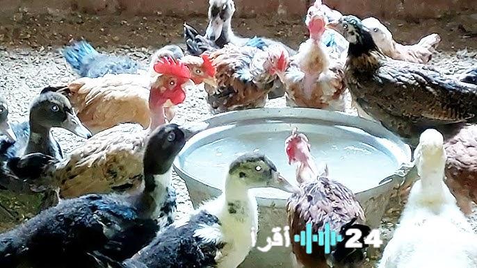 «ترقب وتفاصيل تهم كل منزل»
مؤشرات جديدة تبشر بتهدئة أسعار الدواجن ومنتجات البيض للمواطنين