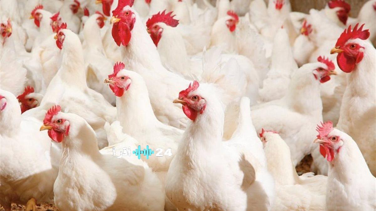 «خارطة طريق للمائدة المصرية» الدواجن البيضاء في دائرة الضوء مع اقتراب عطلة نهاية الأسبوع 26 ديسمبر 2025