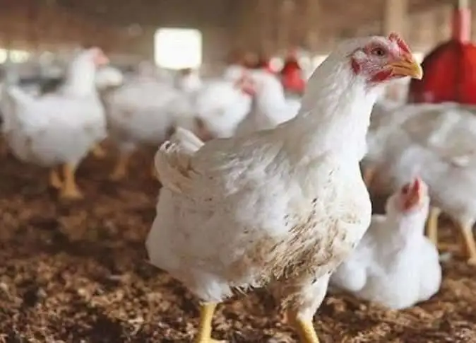 «استقرار أسعار الفراخ في الأسواق المصرية اليوم الاثنين 29 ديسمبر 2025»