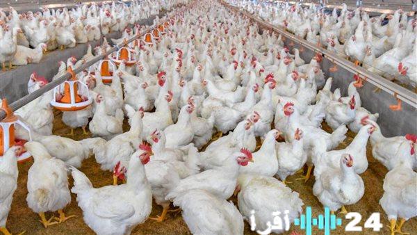 أسعار الفراخ تتأرجح في السوق المحلي وتأثيرها على المستهلكين