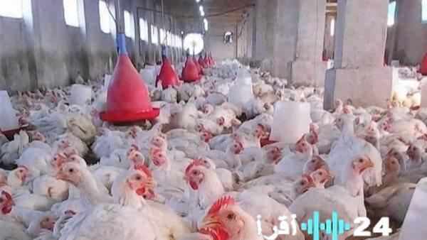 «اطلع على أحدث أسعار وأنواع الدجاج في السوق المصري»