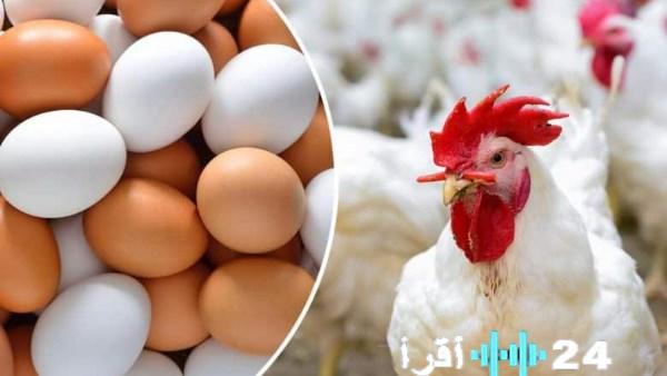 «انخفاض ملحوظ في أسعار الدواجن والبيض بالمزارع.. الكرتونة تسجل 90 جنيهًا»