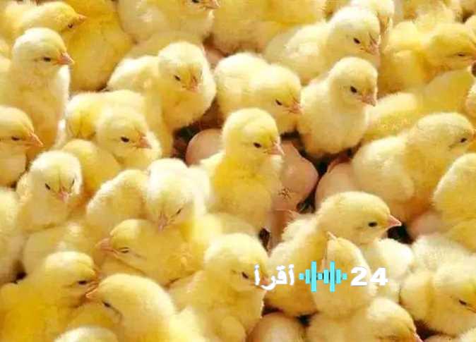 «تراجع ملحوظ في أسعار الدواجن والكتاكيت» – اسعار الدواجن اليوم في جريدة الاستثمار العربي