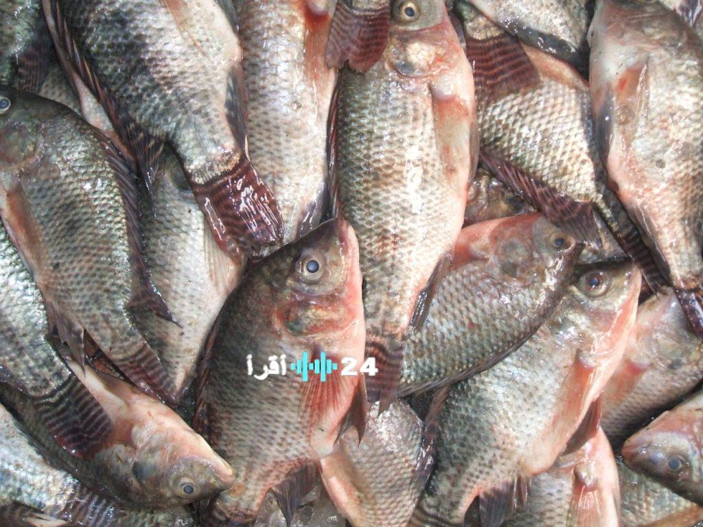 أسعار الأسماك اليوم في سوق العبور وأسواق التجزئة وأحدث برامج تأهيل مزارعي الأسماك