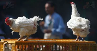 تباين ملحوظ في أسعار الدواجن المصرية الخميس بين البورصة والأسواق المحلية