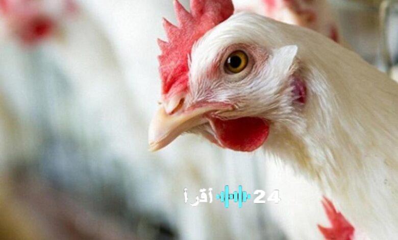 «متابعة اقتصادية دقيقة» استعراض شامل لحركة أسعار الدواجن والبيض بالسوق المصري في مستهل تعاملات الإثنين