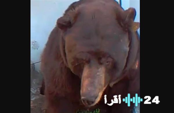 «سرٌ حيٌ يكمن تحت أقدامه» كشفٌ مذهل يهز أمريكا دب بني عملاق يقيم تحت منزل مواطن