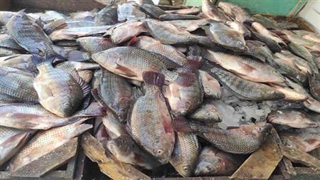 أسعار الأسماك اليوم الجمعة 26 ديسمبر 2025 في سوق العبور تعرف على قيمة البوري والبلطي