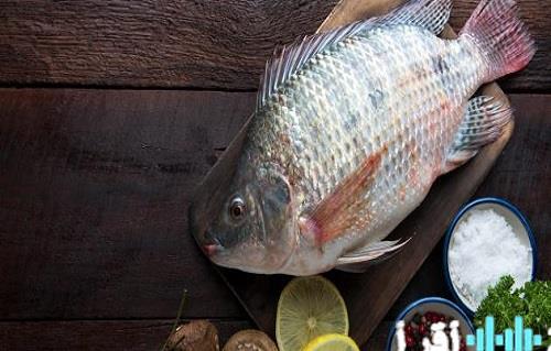 أسعار الأسماك في سوق العبور اليوم الاثنين 29 ديسمبر 2025 ارتفاع البلطي إلى 62 جنيها