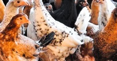 «رصد مباشر» أسعار الدواجن البيضاء في أسواق القليوبية اليوم الأربعاء 24 ديسمبر 2025 تبلغ 63 جنيها للكيلو