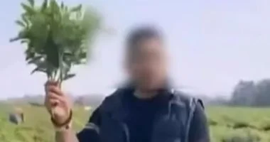 منشور مزيف على وسائل التواصل يثير نهباً جماعياً لمزارع الفلفل في الصين