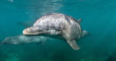 إيطاليا تستعد لافتتاح أول محمية دلافين بحرية بأوروبا 2026