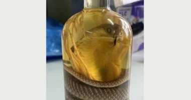 اكتشاف مدهش امرأة في روسيا تحمل زجاجة نبيذ بداخلها ثعبان محنط