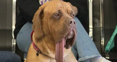 كلب أوكلاهوما سيتي يحطم رقماً قياسياً عالمياً جديداً في جينيس لأطول لسان