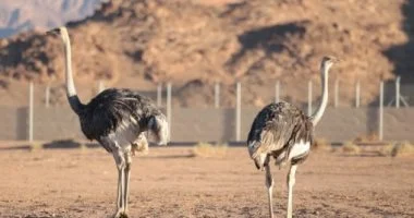 عودة النعام ذو الرقبة الحمراء لمحمية الأمير محمد بن سلمان الملكيةمحمية الأمير محمد بن سلمان الملكية تنجح في إعادة توطين النعامالنعام ذو الرقبة الحمراء يعود للحياة بمحمية الأمير محمد بن سلمان الملكيةإعادة توطين النعام ذو الرقبة الحمراء في محمية الأمير محمد بن سلمان الملكية