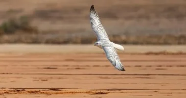 الصقارات السعوديات يخطفن الأنظار في منافسات مهرجان الملك عبدالعزيز للصقور 2025