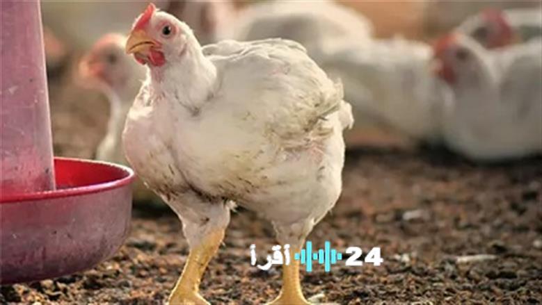 «أسعار الفراخ البيضاء تشهد تغييرات ملحوظة في بورصة الدواجن اليوم الأحد 7 ديسمبر 2025»