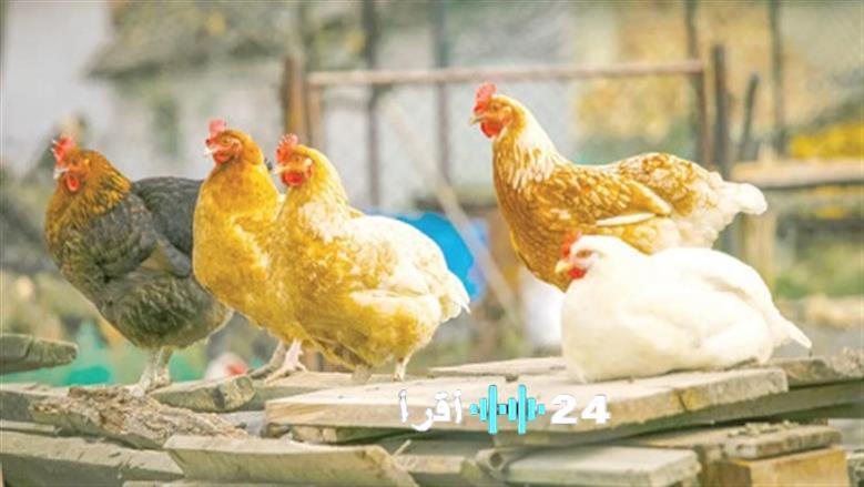 أسعار الدواجن البيضاء والبلدي في بورصة اليوم الاثنين 1 ديسمبر 2025
