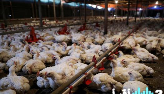 «أسعار الدواجن والبيض لحظة بلحظة» استعرض أحدث أسعار الفراخ البيضاء والساسو والبلدي والديك الرومي والبانيه والبيض اليوم الثلاثاء 30 ديسمبر 2025